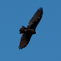 Turkey Vulture (Cathartes aura) in Flight