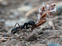 Harvester Ant with Burden