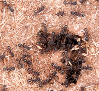 Entrance to Nest of Harvester Ants (Messor andrei)