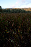 Grasses on Middle Searsville Lake