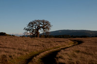 Lonely Oak & Winding Road