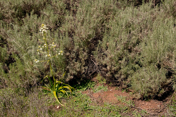 Fremont's Star Lily (Zigadenus fremontii) at the border between grassland and chaparral.