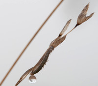 Grass Seeds with Dew