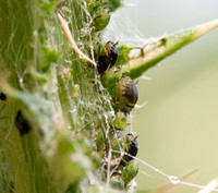 Aphids on Thistle