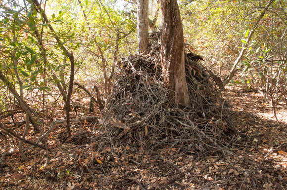 Nest of Dusky-footed Woodrat (Neotoma fuscipes)