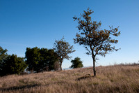 Rare Young Valley Oaks (Quercus Lobata)