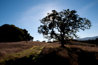 Valley Oak (Quercus Lobata) with Mistletoe