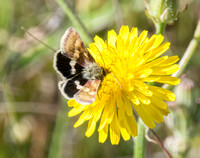 Moth on Flower