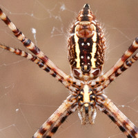 Banded Garden Spider (Argiope trifasciata) (?)