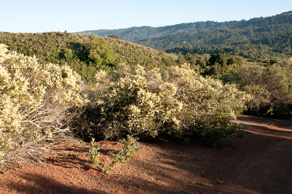 Chamise Blossoming in Chaparral