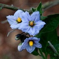 Blue Witch (Solanum umbelliferum)