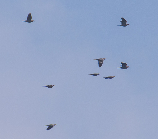 Eight Band-tailed Pigeons (Columba fasciata) in Flight