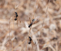 Winged Harvester Ants (Messor andrei) climb Grass