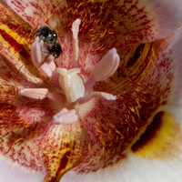 Interior of Clay Mariposa Lily (Calochortus argillosus), with Native Bee