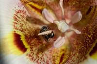 Native Bee with Pollen, inside Clay Mariposa Lily (Calochortus argillosus)