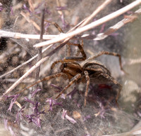 Crouching Spider
