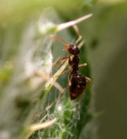 Winter Ant (Prenolepis imparis) Works on Thistle