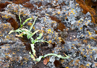 Soap Plant, Serpentine Rock, Lichen, Moss