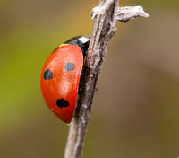 Ladybug Beetle with Dew
