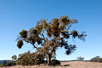 Valley Oak and Mistletoe