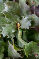 Fat Green Larva Feeds on New Buds of Leather Oak (Quercus durata durata)