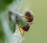 Winter Ant (Prenolepis imparis) on Thistle