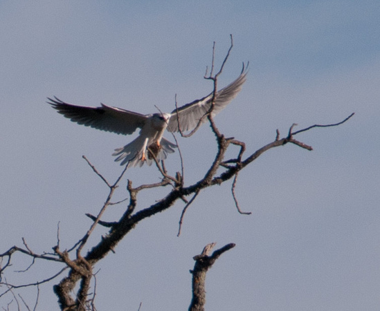 White-tailed Kite lands with Prey