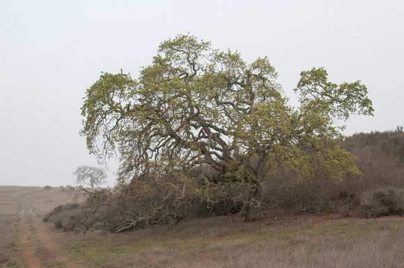 Valley Oak with New Growth