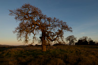 Lonely Oak at Dawn