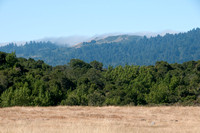 Grassland and Oak, Oak Woodland, Redwoods, and Windy Hill in Fog
