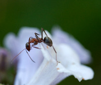 Carpenter Ant (Camponotus ssp.)