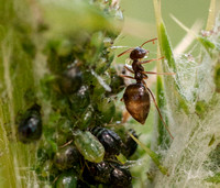 Prenolepis Ant Tends Aphids on Thistle