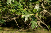 Green Leaves of Black Oak (Quercus kelloggii)