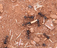 Harvester Ants (Messor andrei) near Nest