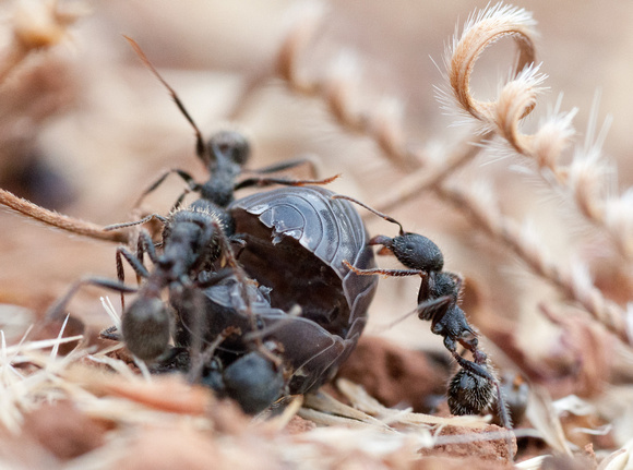 Harvester Ants (Messor andrei) working on a Sowbug Carcass (Armadillidium ssp.)