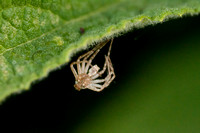 Discarded Spider Exoskeleton on Leaf of Chaparral Mallow