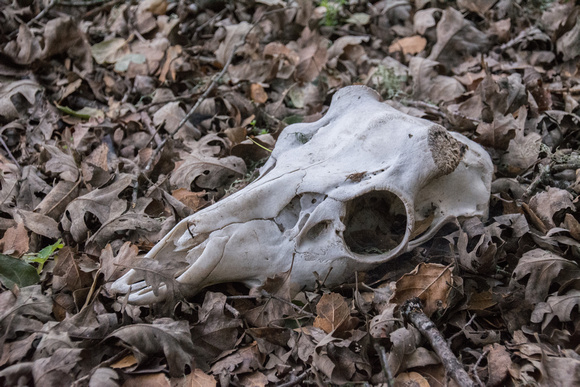 Skull near Mapache Gate