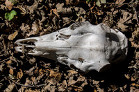 Deer Skull (Top View)