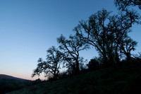 Valley Oaks in Dawn Light
