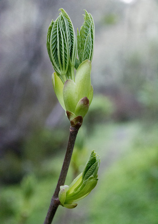 New Leaves of California Buckeye (Aesculus californica)