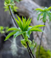 New Leaves of California Buckeye (Aesculus californica)