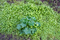 Miners' Lettuce and another Plant