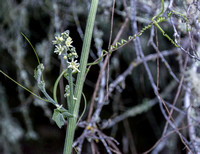 Flowers and Tendrils of Califormia Man-root (Marah fabacea)
