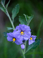 Flowers of Blue Witch Nightshade (Solanum umbelliferum)