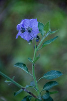 Leaves & Flowers of Blue Witch Nightshade (Solanum umbelliferum)