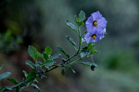 Leaves & Flowers of Blue Witch Nightshade (Solanum umbelliferum)