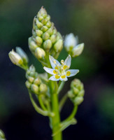 Fremont's Star Lily (Zigadenus fremontii) up Close