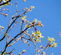 Spring Leaves, Valley Oak