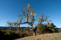 Valley Oak (Quercus lobata) with Lace Lichen (Ramalina menziesii)