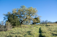 Valley Oak (Quercus lobata) in Full Bloom